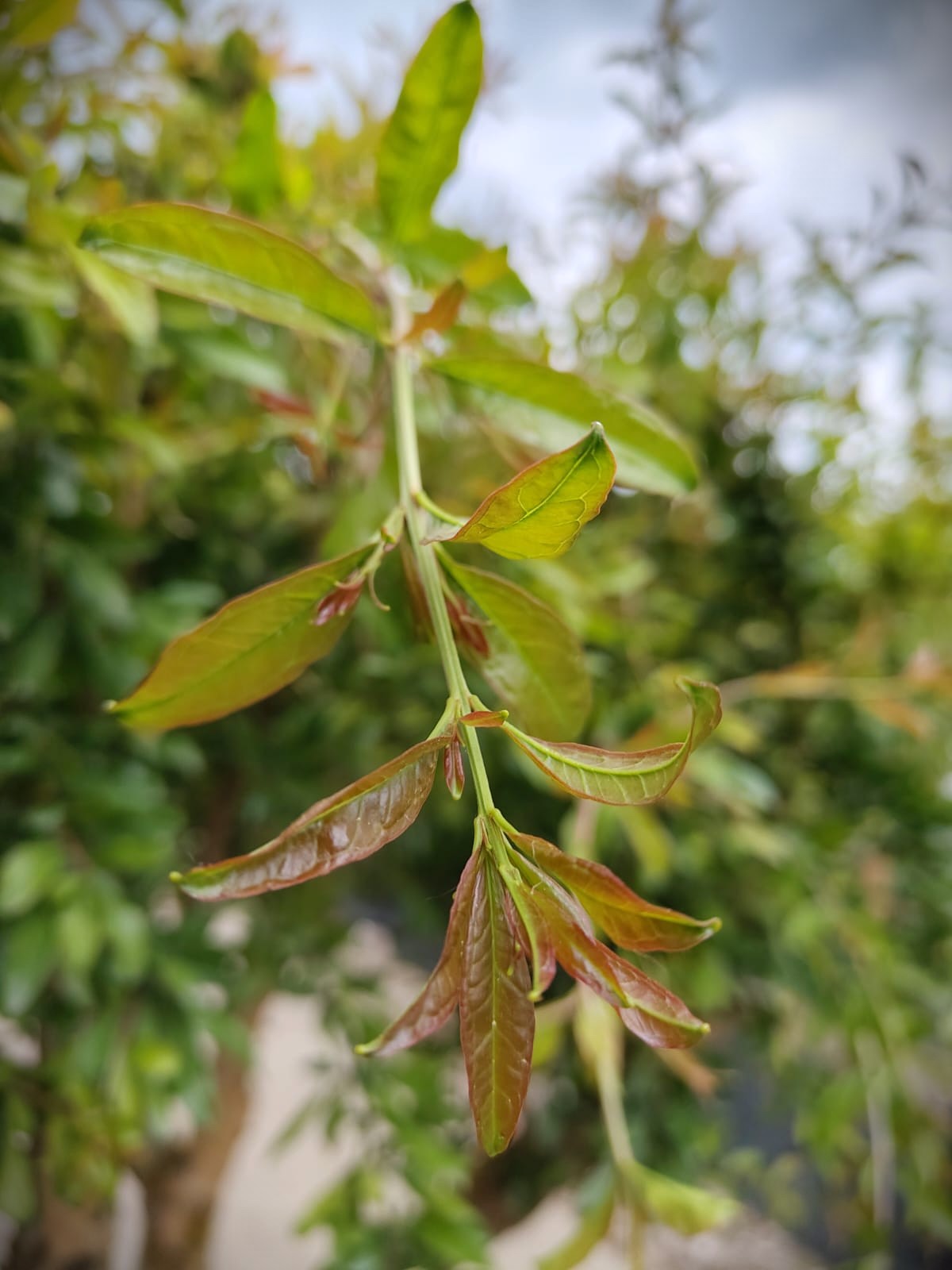 Granaatappelboom | Halfstam
