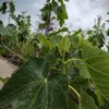 Vijgenboom | Solitaire laagstam