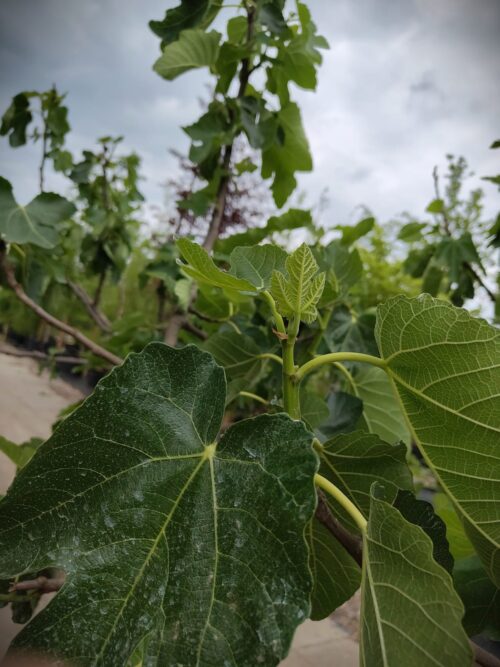 Vijgenboom | Solitaire laagstam