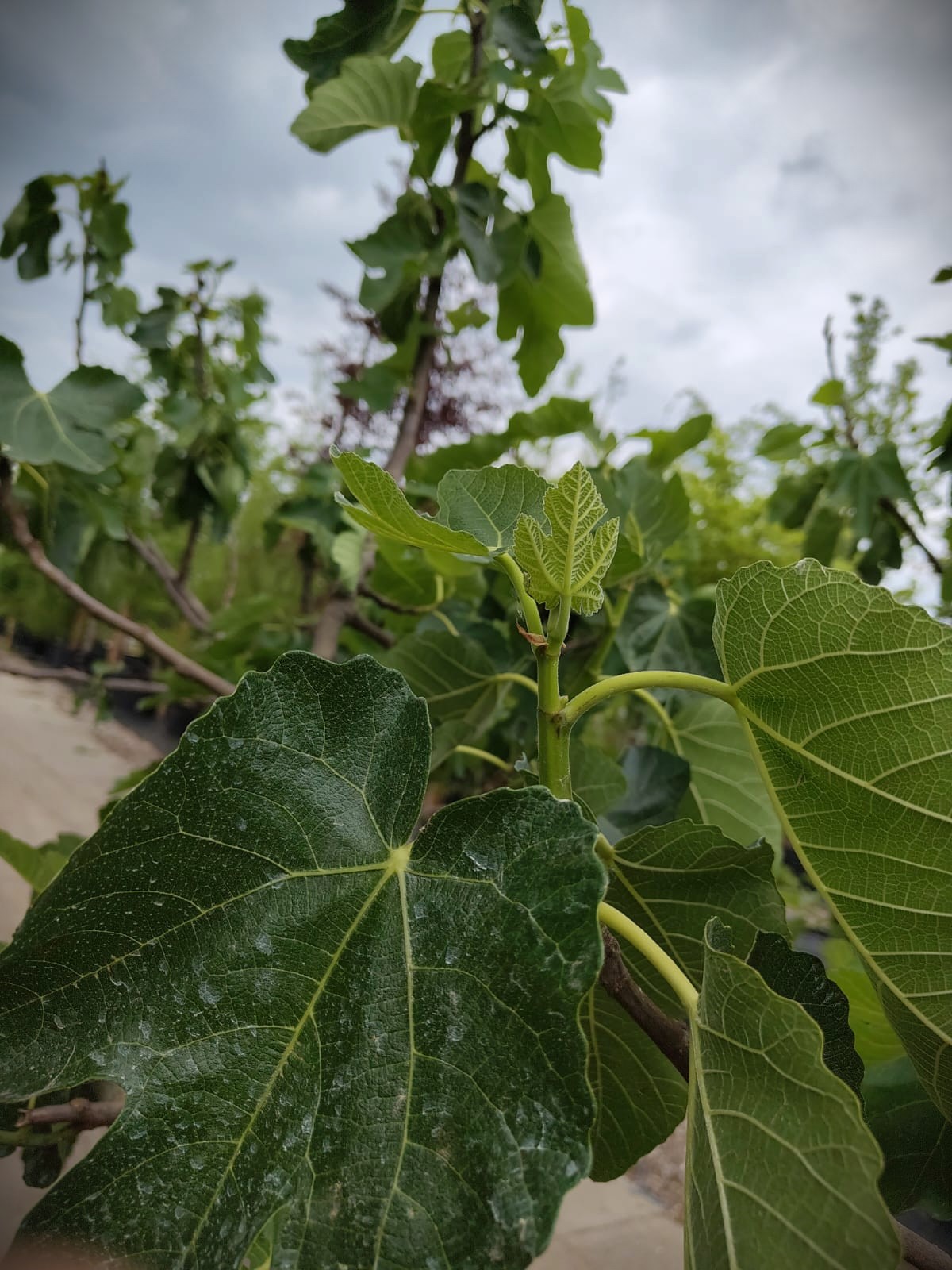 Vijgenboom | Solitaire laagstam