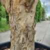 Granaatappelboom | Halfstam