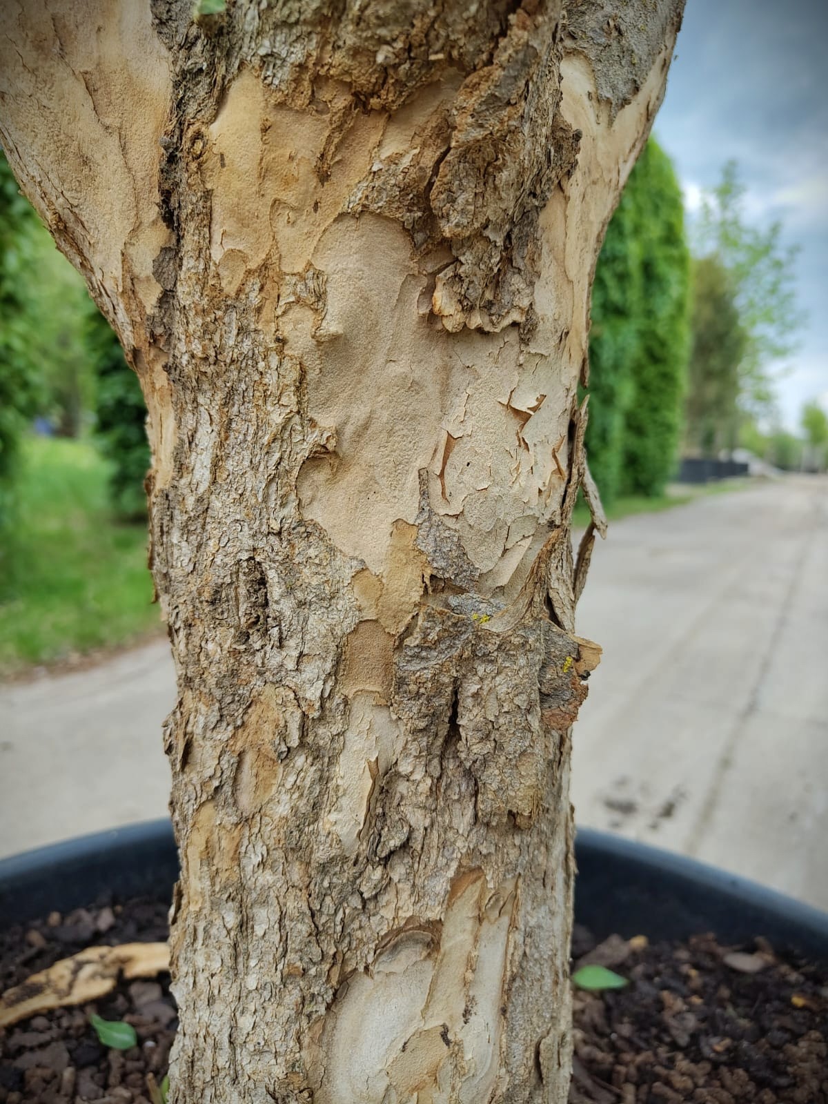 Granaatappelboom | Halfstam