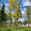 Gele valse Christusdoorn | Hoogstam