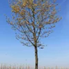 Noorse esdoorn | Hoogstam