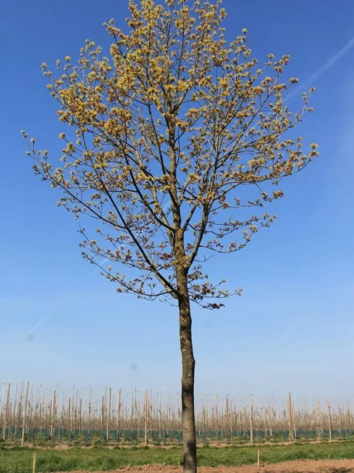 Noorse esdoorn | Hoogstam