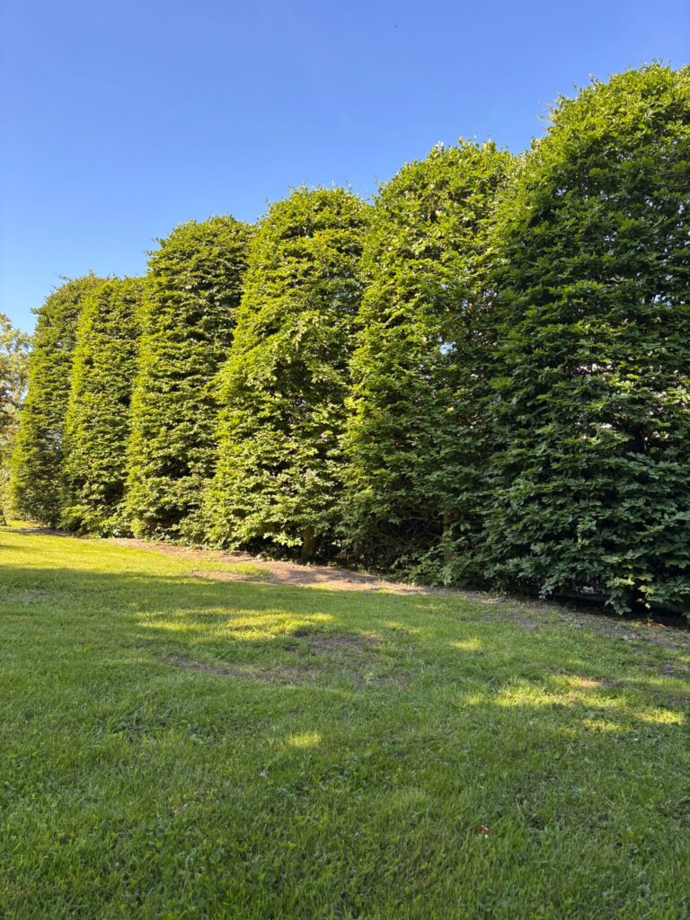 Project privétuin Castricum: volwassen bomen voor directe sfeer en privacy