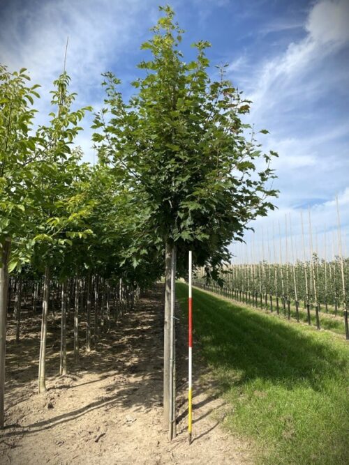 Acer freemanii AUTUMN BLAZE 16-18HO DRKL (002) Freeman esdoorn 'Herfstvlam' | Laanboom