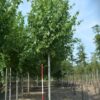 Freeman esdoorn 'Herfstvlam' | Laanboom