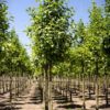 Zwarte els | Laanboom