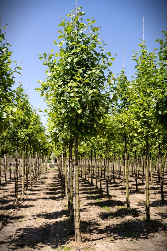 Zwarte els | Laanboom
