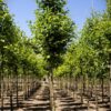 Zwarte els | Laanboom