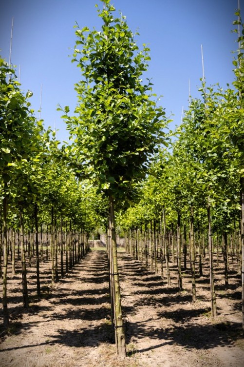 Zwarte els | Laanboom