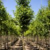 Zwarte els | Laanboom