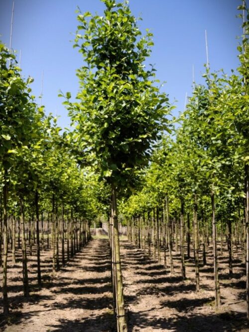 Zwarte els | Laanboom