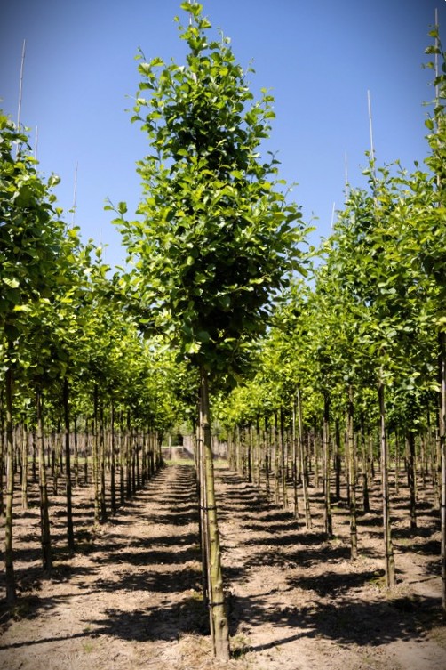 Zwarte els | Laanboom