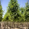 Zwarte els | Laanboom