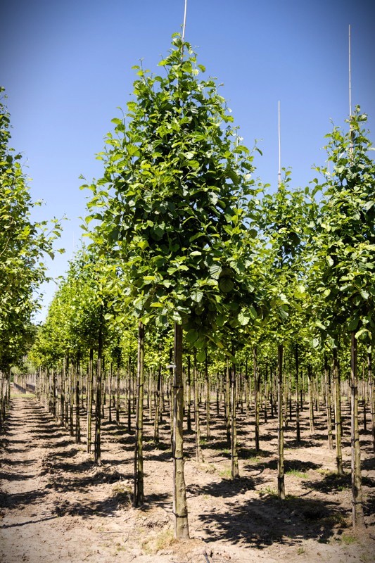 Zwarte els | Laanboom