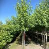 Amberboom 'Worplesdon' | Laanboom