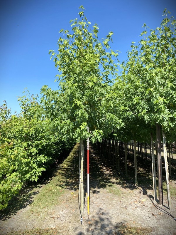 Amberboom 'Worplesdon' | Laanboom