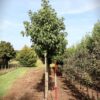 Amberboom 'Worplesdon' | Laanboom