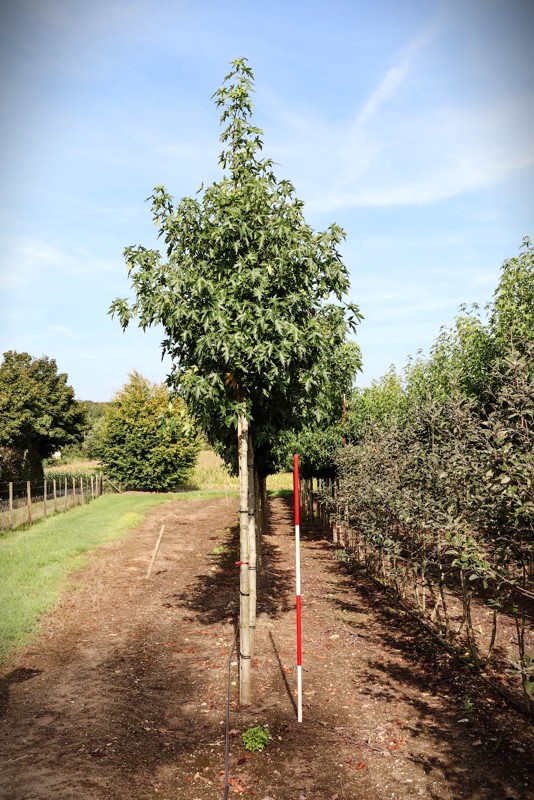 Amberboom 'Worplesdon' | Laanboom