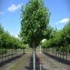 Amberboom 'Worplesdon' | Laanboom