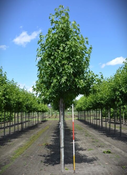 Liquidambar styraciflua 'Worplesdon' 18-20HO DRKL (002) Amberboom 'Worplesdon' | Laanboom