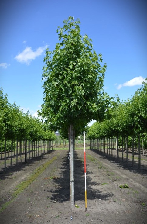 Amberboom 'Worplesdon' | Laanboom