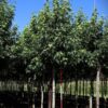 Amberboom 'Worplesdon' | Laanboom