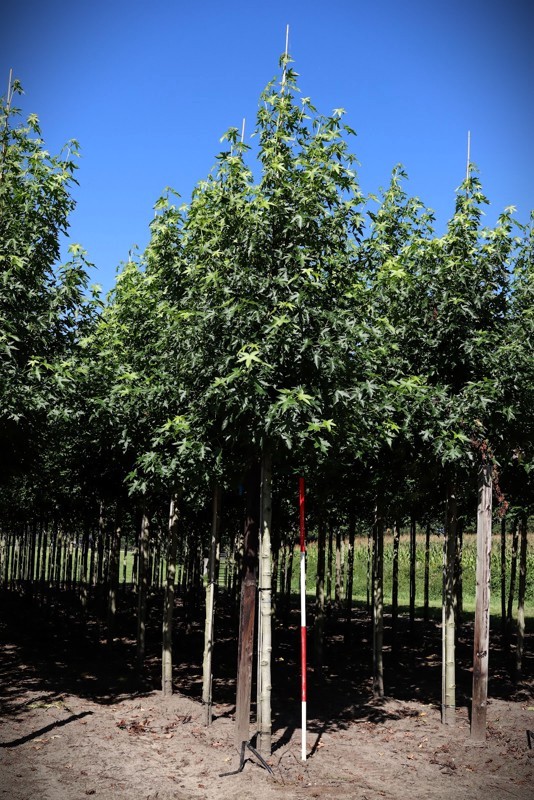 Amberboom 'Worplesdon' | Laanboom