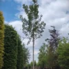 Zuilvormige 'Herfstvlam' Esdoorn | Laanboom