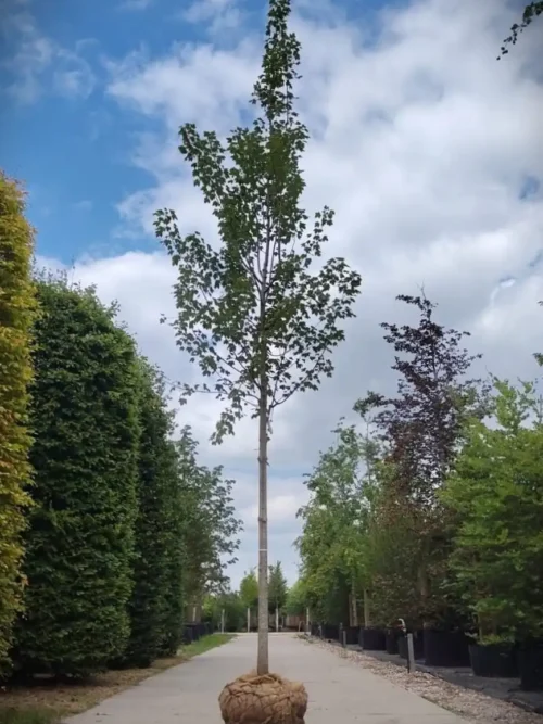 Zuilvormige 'Herfstvlam' Esdoorn | Laanboom