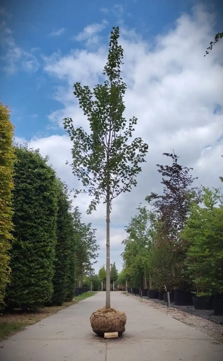 Zuilvormige 'Herfstvlam' Esdoorn | Laanboom