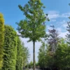 Amberboom 'Worplesdon' | Hoogstam