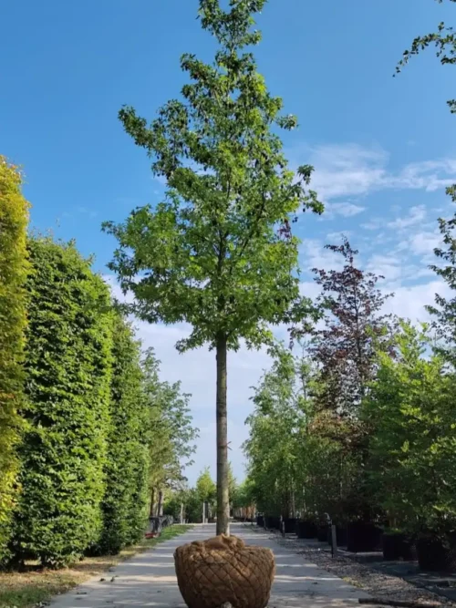 Amberboom 'Worplesdon' | Hoogstam