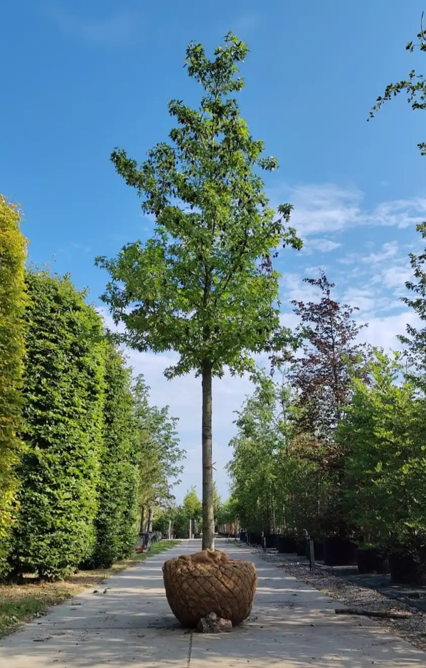 Amberboom 'Worplesdon' | Hoogstam