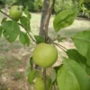 Karakteristieke Appelboom | Hoogstam