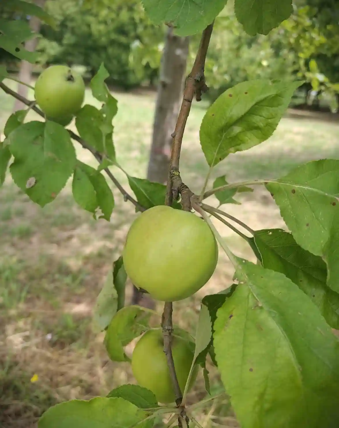 Karakteristieke Appelboom | Hoogstam