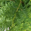 Conifeer 'Brabant' | Haagstruik
