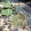 Blad forest pansy Roodbladige Judasboom | Meerstammig