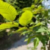 Japanse haagbeuk | Meerstammig