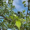 Perenboom Saint Rémy | Hoogstam