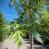 Zilveresdoorn | Laanboom
