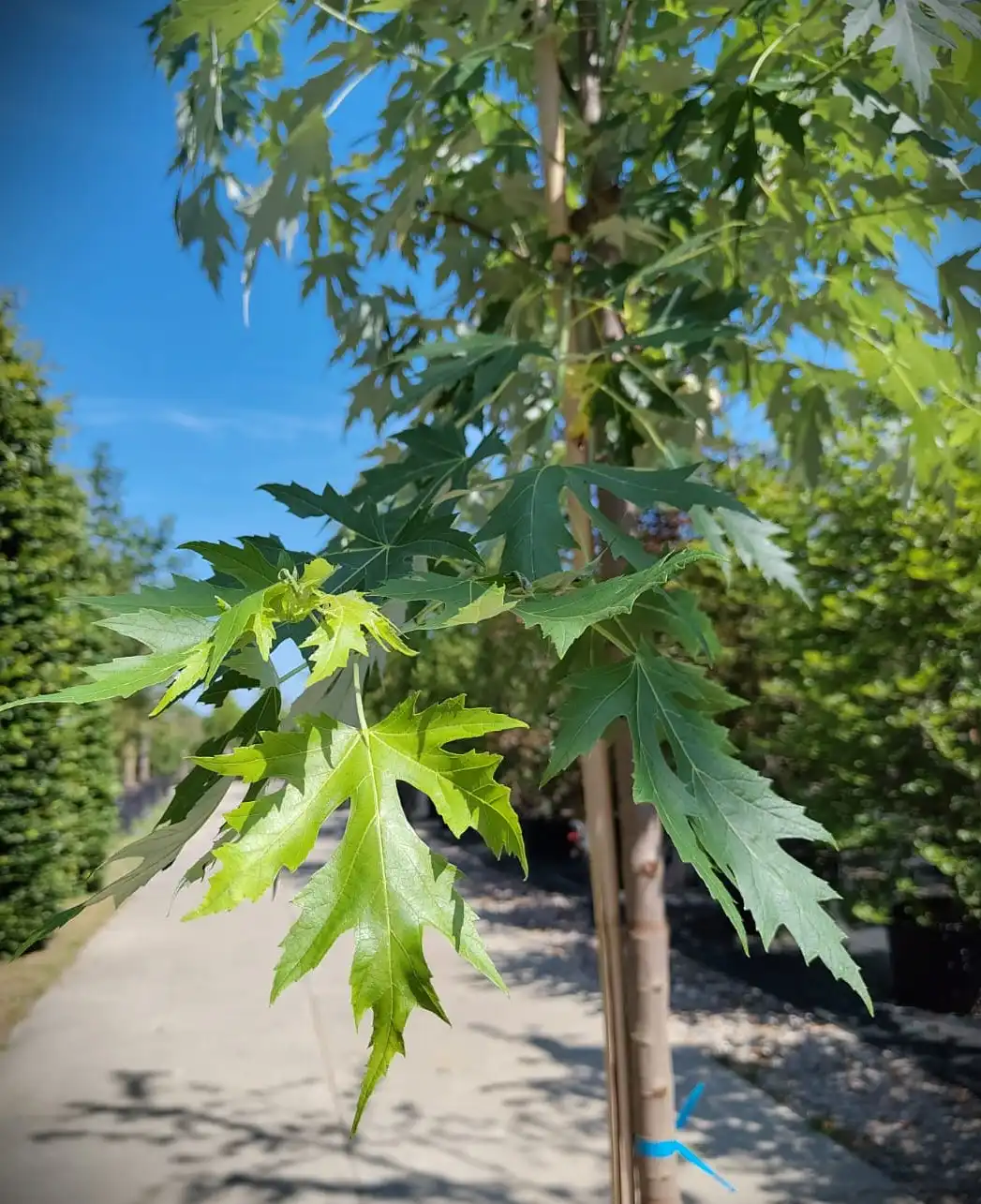Zilveresdoorn | Laanboom