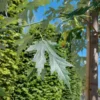 Zilveresdoorn | Laanboom