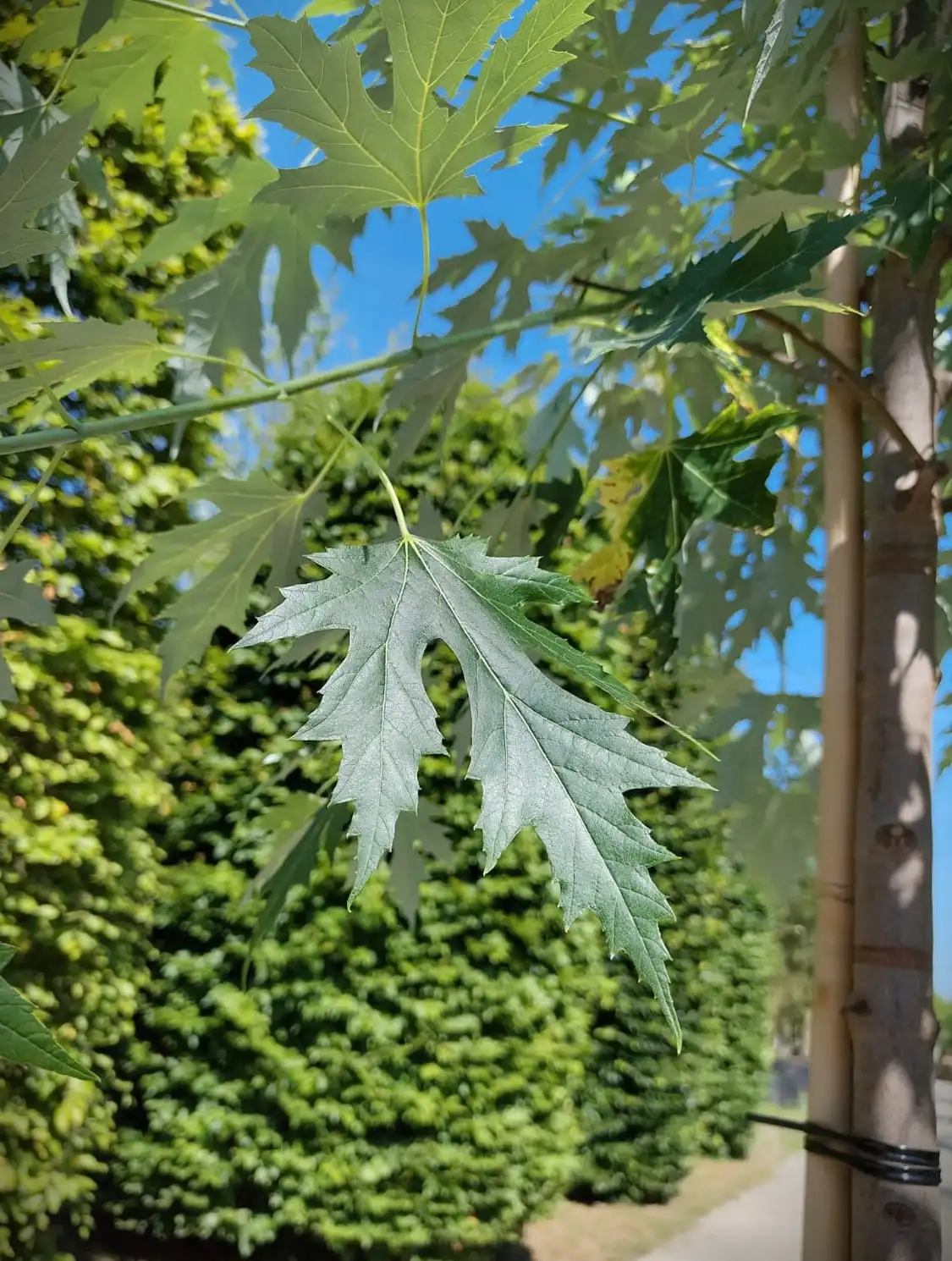 Zilveresdoorn | Laanboom