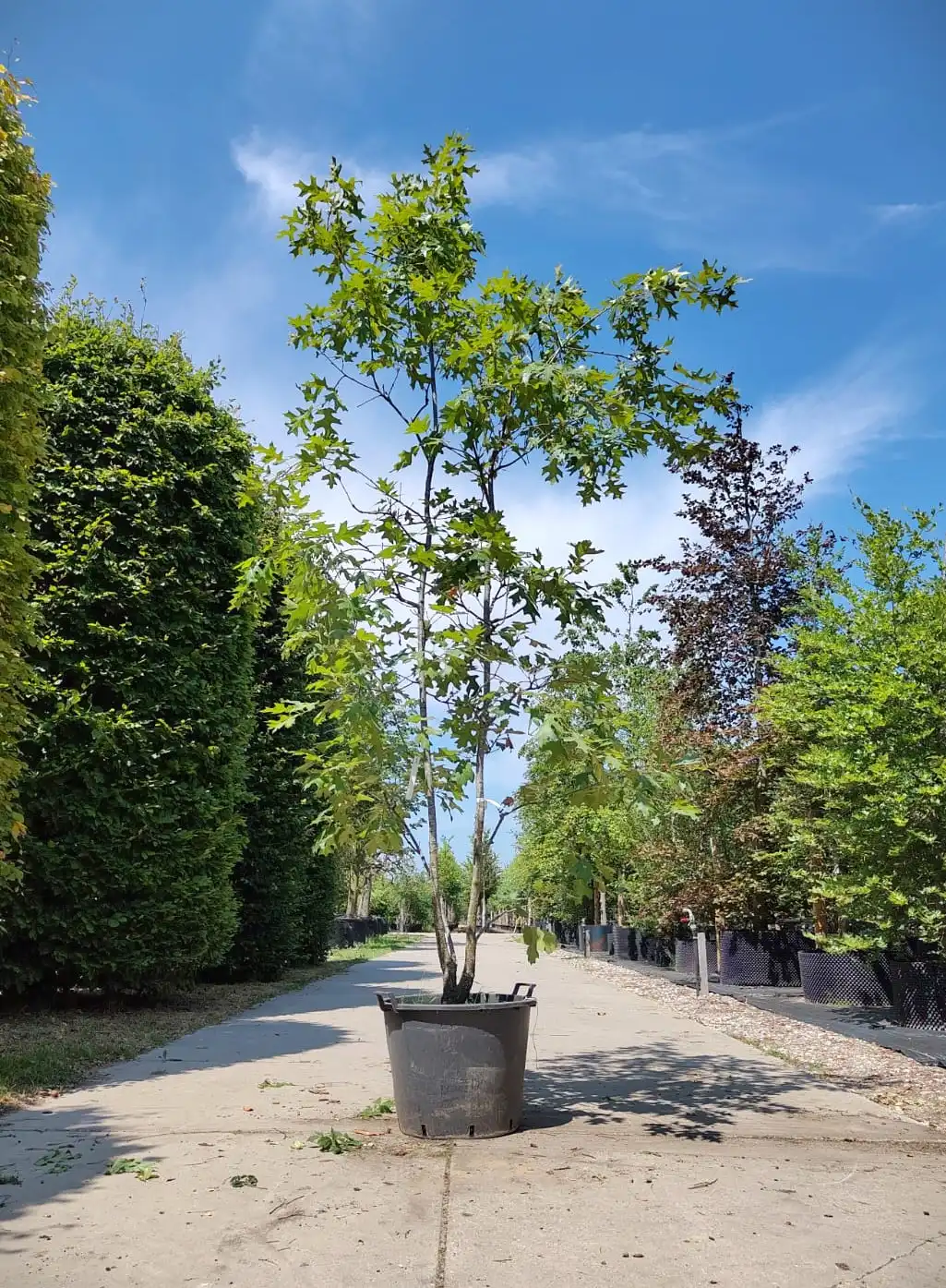 Blikeik | Meerstammig