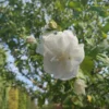 Hibiscus 'Bricutts' | Hoogstam