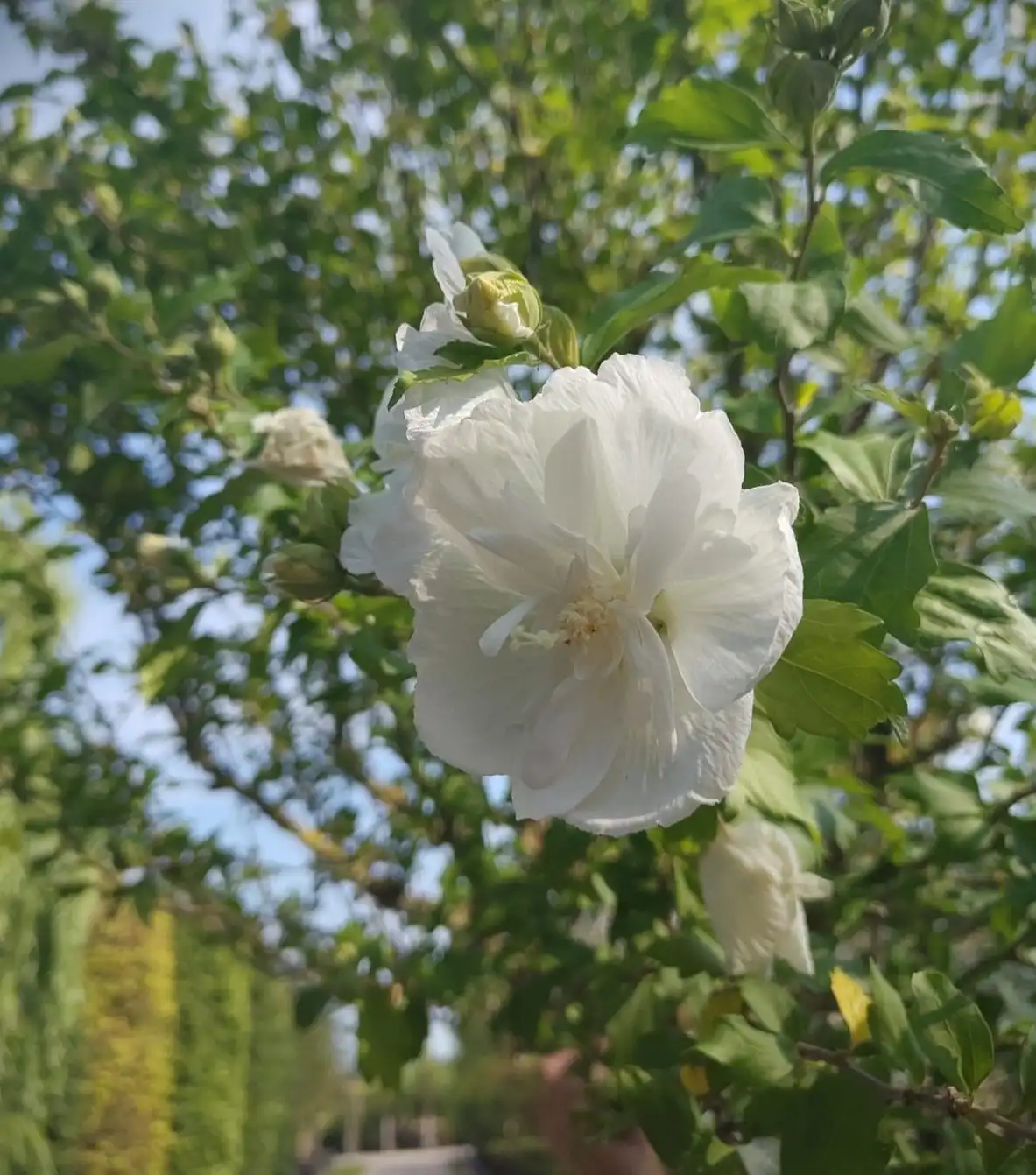 Hibiscus 'Bricutts' | Hoogstam