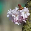 Winterbloeiende sierkers | Hoogstam